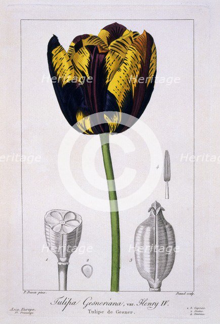 Tulip: King Henry IV.,  pub. 1836. Creator: Panacre Bessa (1772-1846).