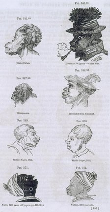 Head shapes of apes and humans, 1854. Creator: Unknown.