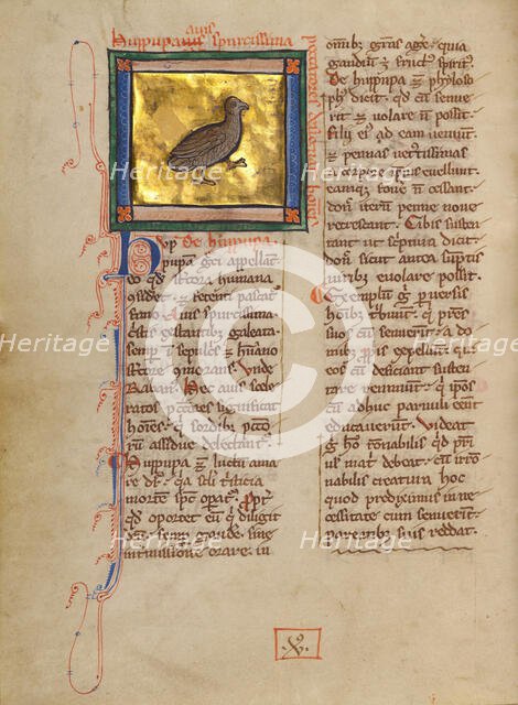 A Hoopoe; Bestiary, about 1270. Creator: Unknown.