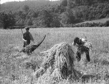 Cradling wheat near Sperryville, Virginia., 1936. Creator: Dorothea Lange.