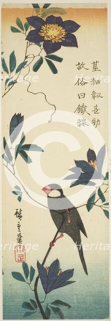 Java sparrow and clematis, 1830s. Creator: Ando Hiroshige.