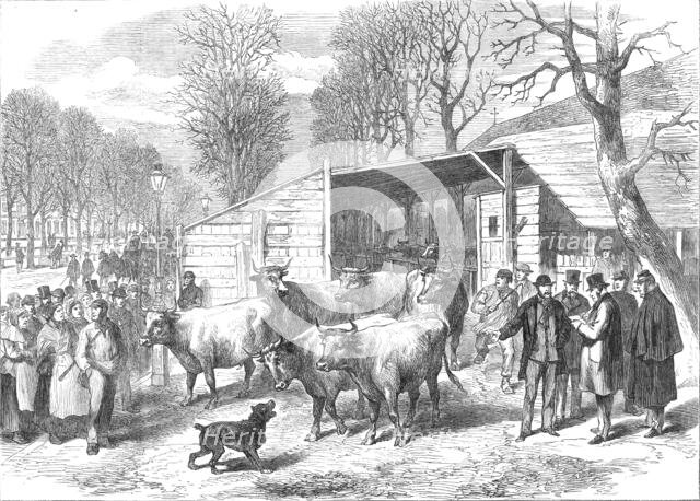 The last oxen in Paris (sketch by balloon post), 1871. Creator: Unknown.