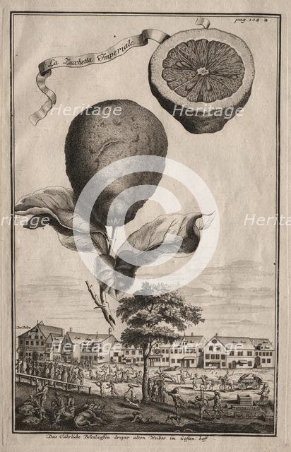 Nurnbergische Hesperides: La Luchetta Imoperiale, 1714. Creator: Joseph de Montalegre (Hungarian).