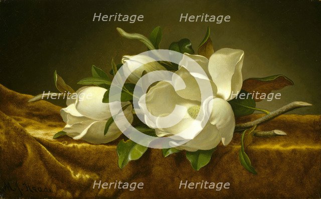 Magnolias on Gold Velvet Cloth, c. 1889. Artist: Heade, Martin Johnson (1819-1904)