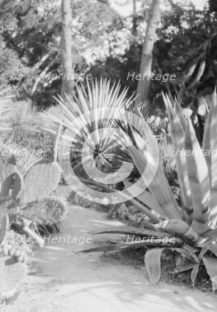 Del Monte, California or San Francisco views, 1927 Creator: Arnold Genthe.