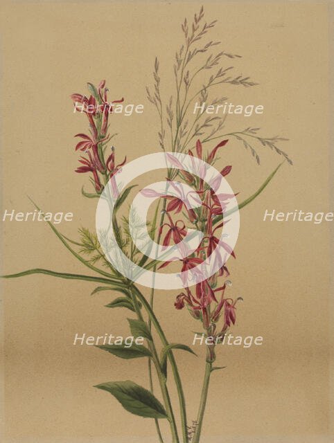 Cardinal Flower (Lobelia cardinalis), 1878. Creator: Mary Vaux Walcott.
