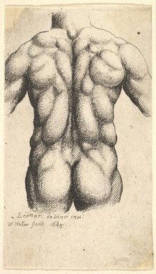 Naked male torso seen from behind, 1645. Creator: Wenceslaus Hollar.