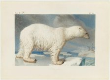 Polar bear, 1796. Creator: Maréchal, Nicolas (1753-1802).