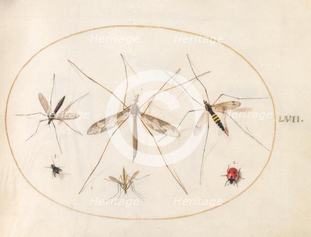 Plate 57: A Ladybug, a Fly, and Four Other Insects, c. 1575/1580. Creator: Joris Hoefnagel.