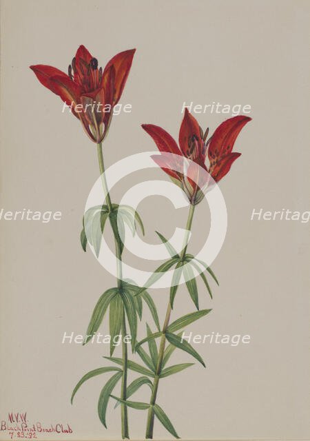 Wood Lily (Lilium philadelphicum), 1932. Creator: Mary Vaux Walcott.