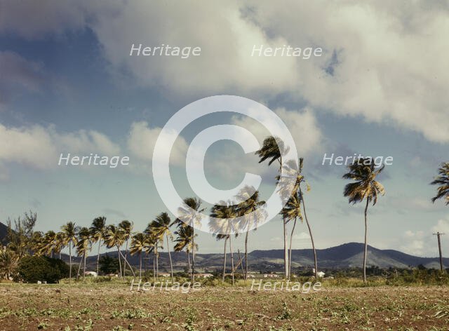 Palm trees along the road, vicinity of Christiansted, Saint Croix, Virgin Islands, 1941. Creator: Jack Delano.