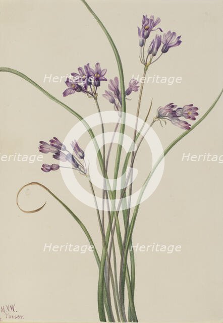 Wild Hyacinth (Brodiaea pulchella), 1927. Creator: Mary Vaux Walcott.
