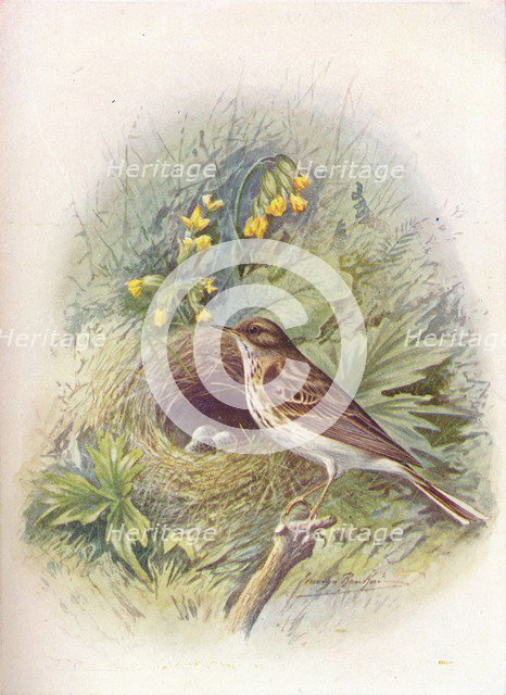 'Tree-Pipit - An'thus trivia'lis', c1910, (1910). Artist: George James Rankin.