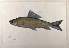 Fish, 1777-1783. Creator: Bhawani Das.