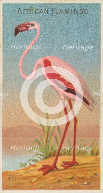 African Flamingo, from the Birds of the Tropics series (N5) for Allen & Ginter Cigarettes ..., 1889. Creator: Allen & Ginter.