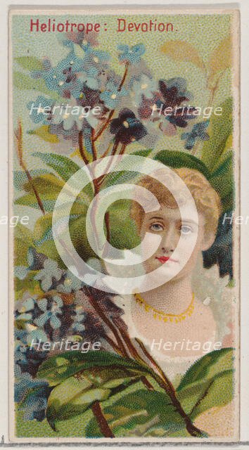 Heliotrope: Devotion, from the series Floral Beauties and Language of Flowers (N75) for Du..., 1892. Creator: Donaldson Brothers.