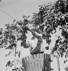 Hop vine and hop picker, near Independence, Polk County, Oregon, 1939. Creator: Dorothea Lange.