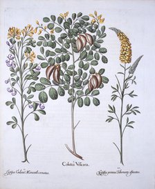 Colutea Tree and Cytisus Varieties, from 'Hortus Eystettensis', by Basil Besler (1561-1629), pub. 16