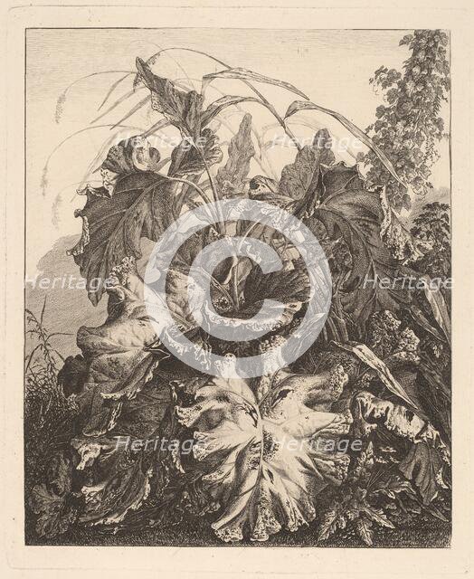 Foliage with Reeds, c.1810. Creator: Carl Wilhelm Kolbe the elder.