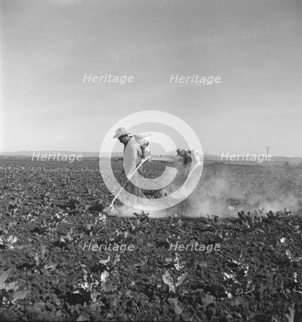 Dusting cauliflower plants near Santa Maria, California, 1937. Creator: Dorothea Lange.