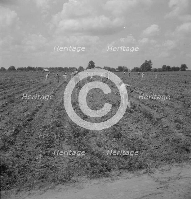 Hoers, Aldridge Plantation, 1937. Creator: Dorothea Lange.