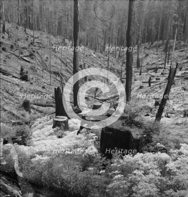 Logged over land along U.S. 99. Southern Oregon, 1939. Creator: Dorothea Lange.