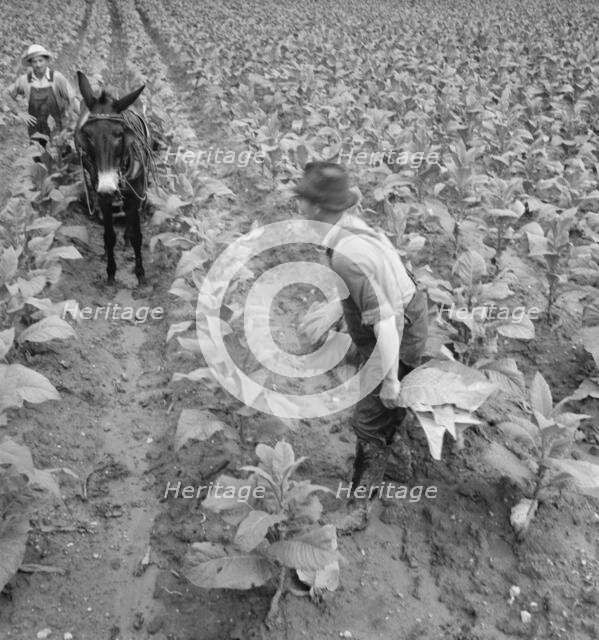 White sharecropper and wage laborer priming..., Granville County, North Carolina, 1939. Creator: Dorothea Lange.