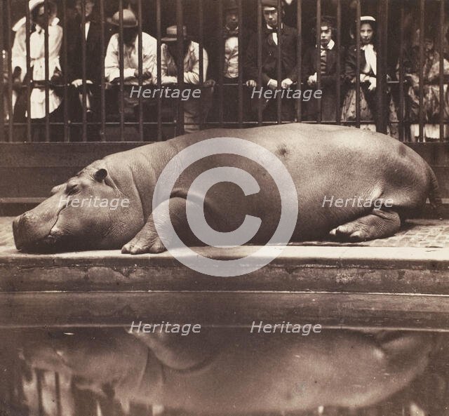 The Hippopotamus at the Zoological Gardens, Regent's Park, 1852. Creator: Juan de Borbón.