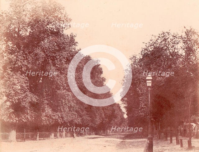 Allée bordée d'arbres, 1850-53. Creator: Charles Marville.