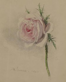 A Rose, 1841. Creator: Henry Inman.