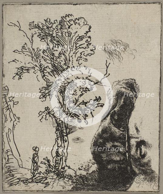 Sheet with Two Studies: A Tree and the Upper Part of a Head of Rembrandt Wearing a Vel..., ca. 1642. Creator: Rembrandt Harmensz van Rijn.