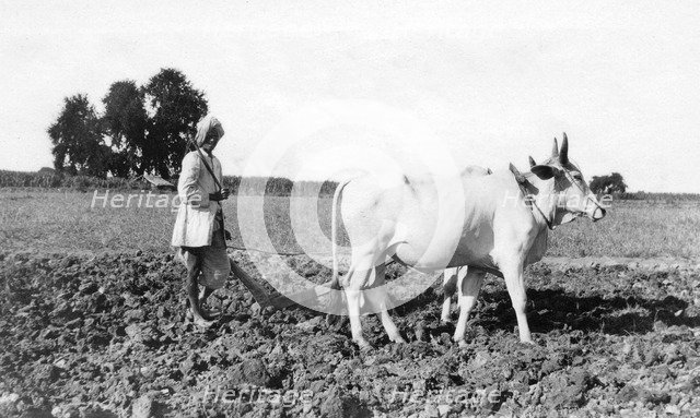 Ploughing in India, 1917. Artist: Unknown