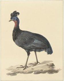 Guineafowl, 1759-1842. Creator: Pieter Bartholomeusz. Barbiers.