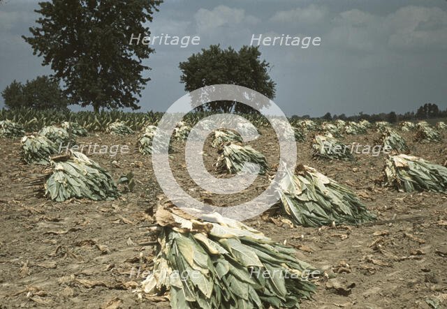 Burley tobacco is placed on sticks to wilt after cutting...on the Russell Spears' farm..., Ky., 1940 Creator: Marion Post Wolcott.