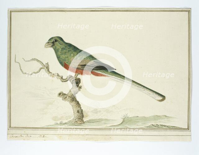 Apaloderma narina (Narina Trogon), 1777-1786. Creator: Robert Jacob Gordon.