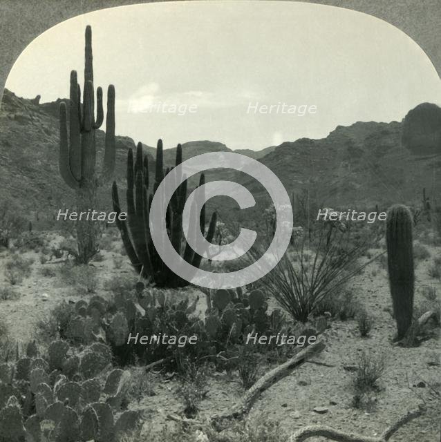 'Typical Cacti of Southern Arizona Desert, Pima County', c1930s. Creator: Unknown.