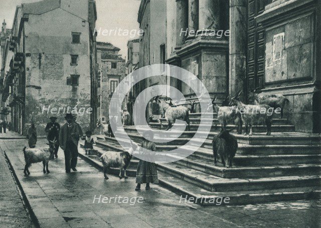 Goats on the steps of the Cathedral, Palermo, Sicily, Italy, 1927. Artist: Eugen Poppel.