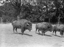 Zoo, Washington, D.C.: Bison, 1916. Creator: Harris & Ewing.