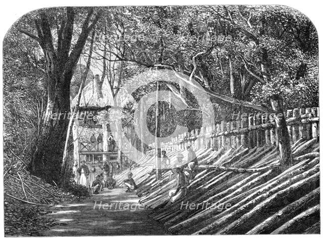 Mode of capturing wild elephants in Ceylon: an elephant kraal, with the "grand stand"..., 1864. Creator: Unknown.