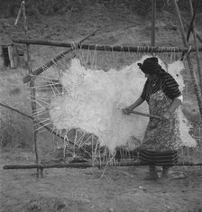 Method of scraping hide for softening, Indian fishing village, Oregon, 1939. Creator: Dorothea Lange.
