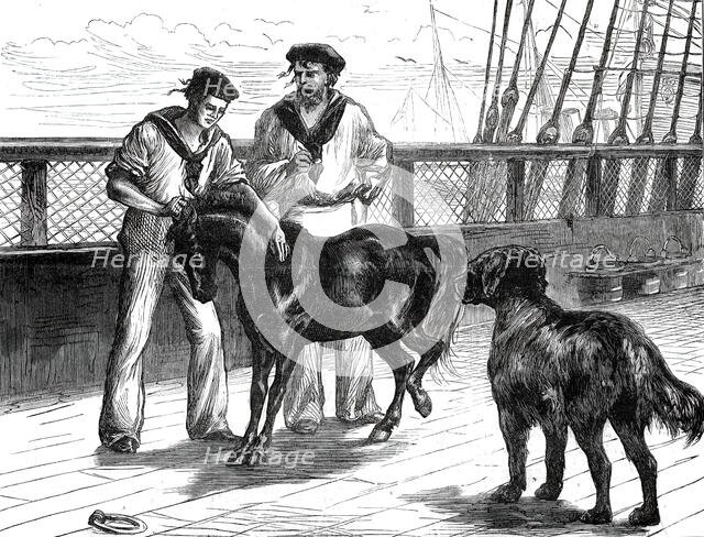 Return of the Prince of Wales from India: life on board the Serapis: Pony and Thibet Dog...1876. Creator: Unknown.