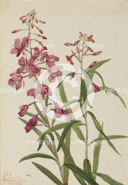 Fireweed (Epilobium angustifolium), 1922. Creator: Mary Vaux Walcott.
