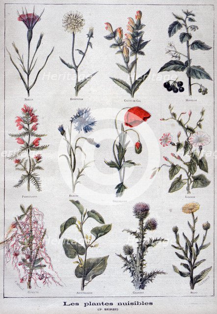 Harmful plants, 1897. Creator: F Meaulle.
