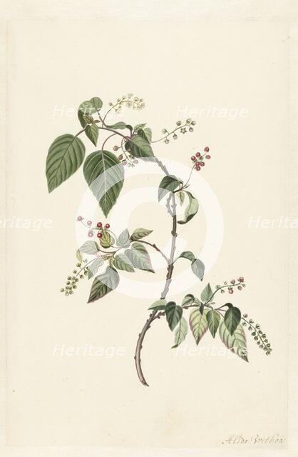 Nandina (Nandina domestica), c.1680-before c.1700. Creator: Alida Withoos.