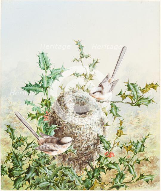 Coral Buntings and Their Nest in a Holly Tree, 1878. Creator: Harry Bright.