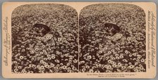 In the Daisy Field - "Sweet flow'ret of the rural glade", 1897. Creator: Underwood & Underwood.