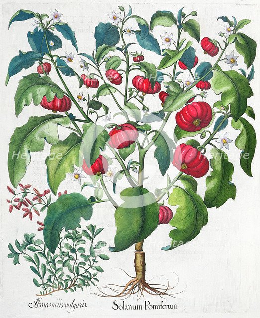 African Tomato and Marjoram plants, 1613. Artist: Unknown