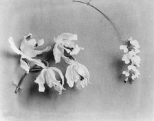 White House orchids, between 1889 and 1906. Creator: Frances Benjamin Johnston.