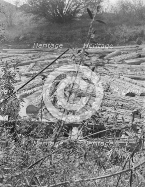 Logs at sawmill on Marys River near Corvallis, Oregon, 1939. Creator: Dorothea Lange.
