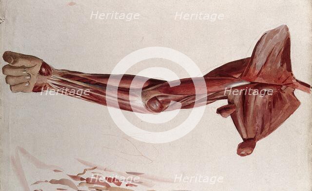 Dissection showing the muscles of the arm and shoulder, front view, (1833?). Creator: Johann Conrad Zeller.